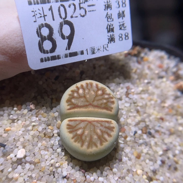 嘉***.精品生石花1025.89