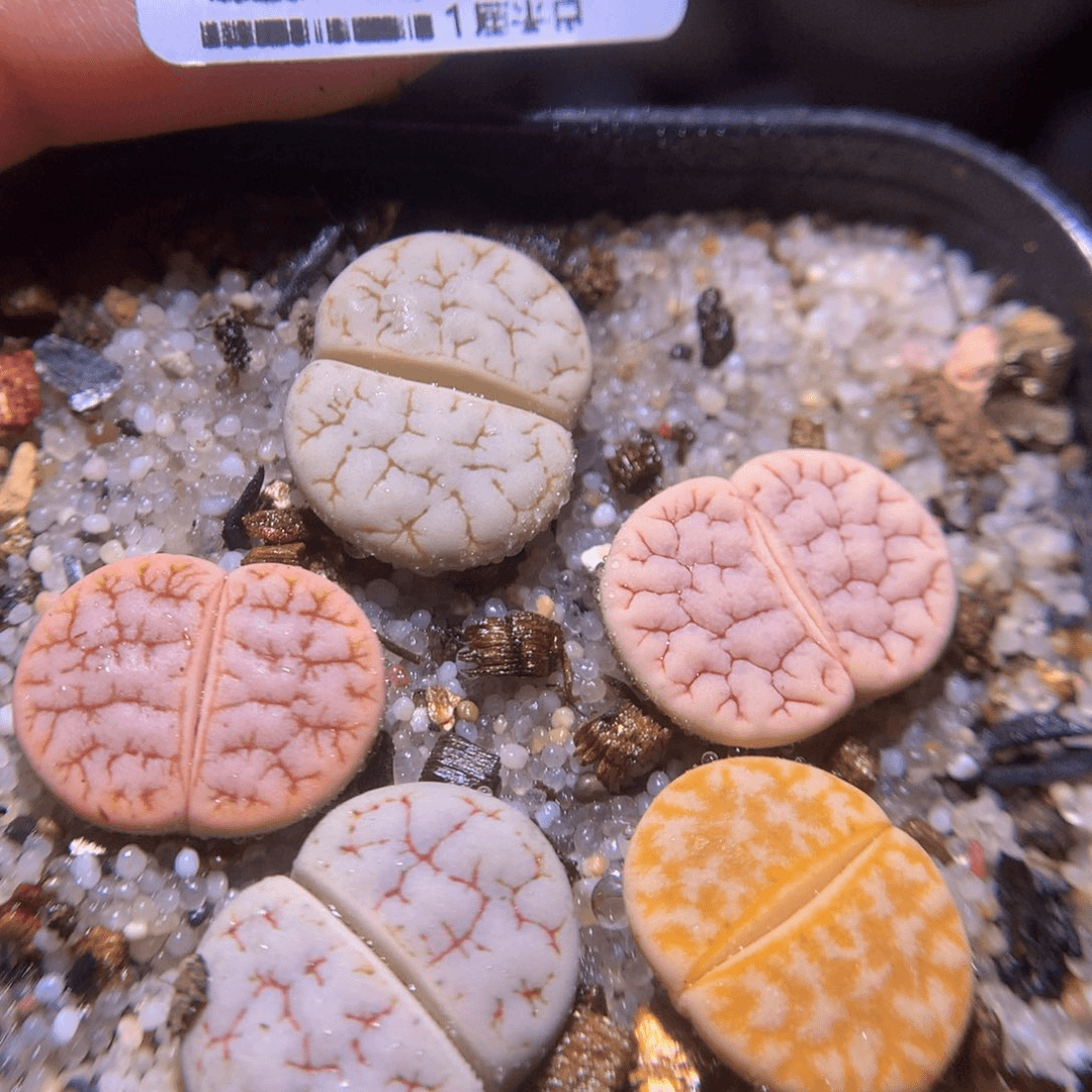 精品生石花720.24