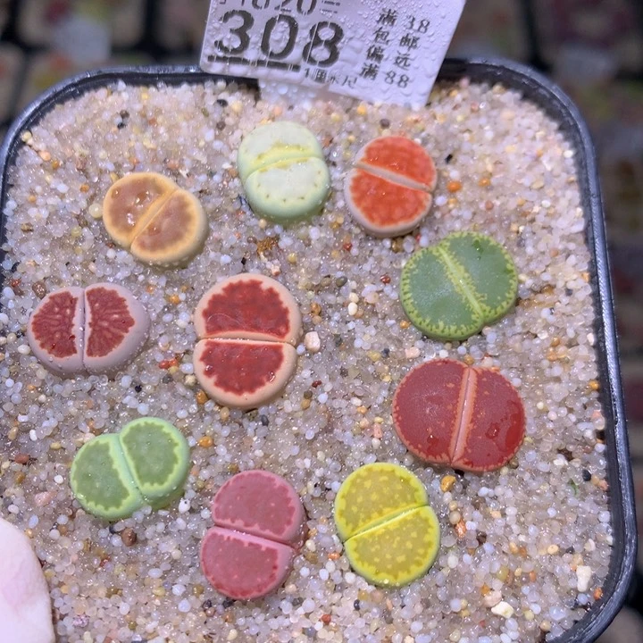 精品生石花820.308