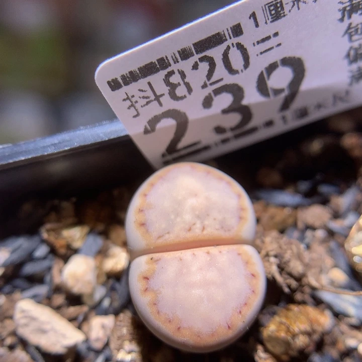 精品生石花820.238