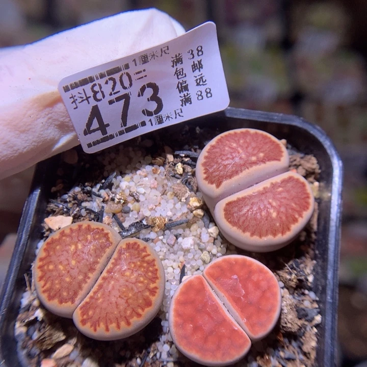 精品生石花820.473