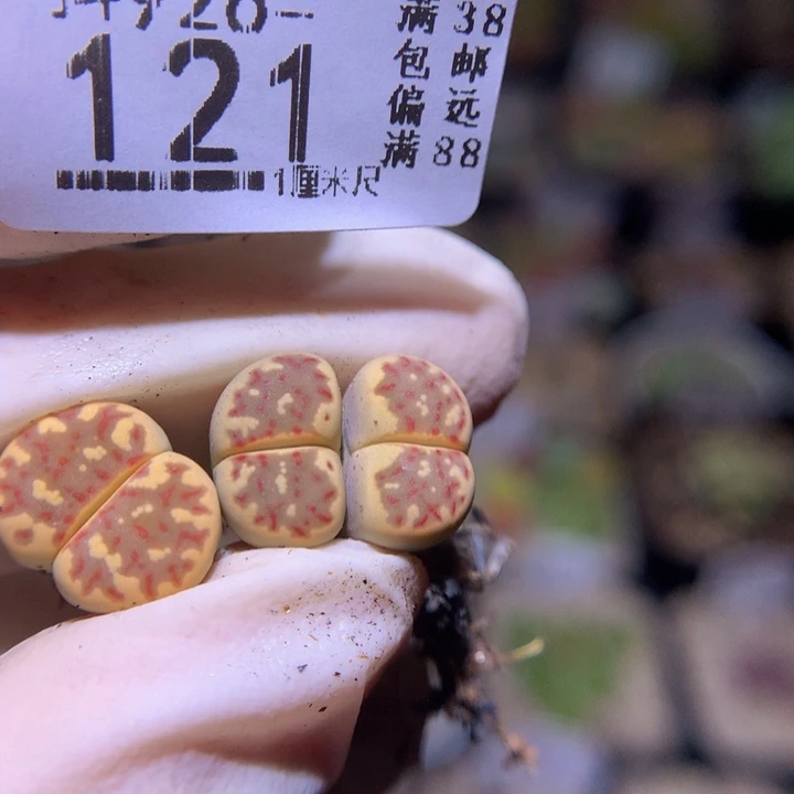 精品生石花926.121