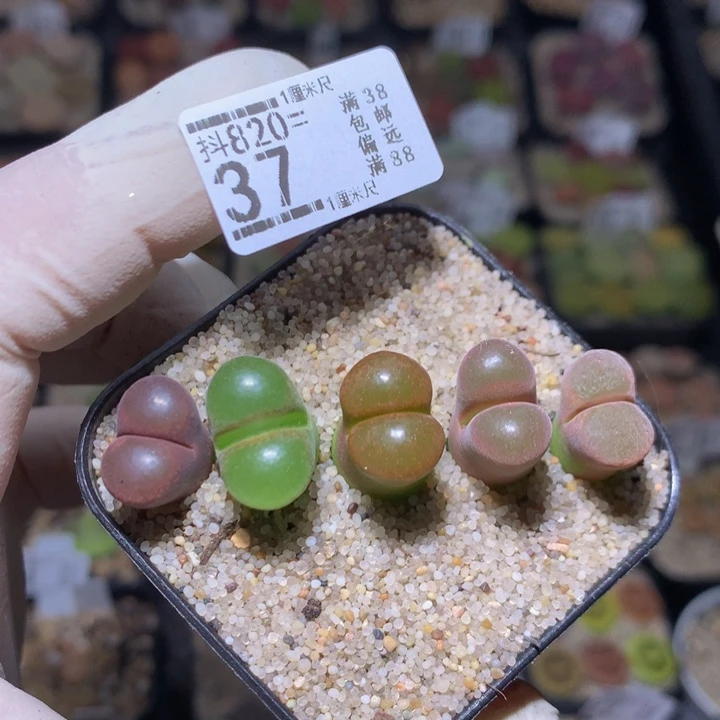 精品生石花820.37