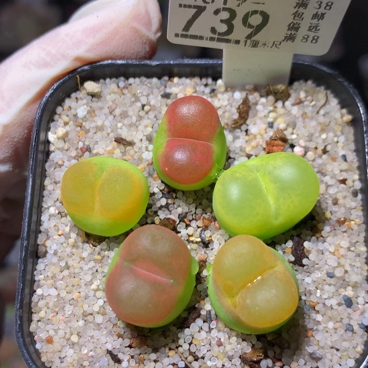 绝绝子生石花819.739