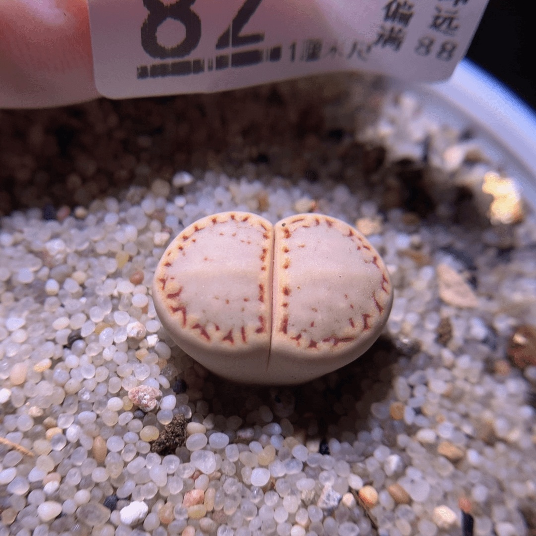 精品生石花729.82