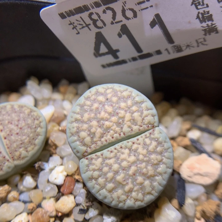 精品生石花826.411