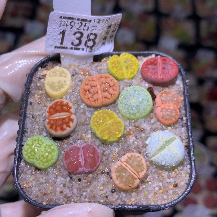 精品生石花925.138