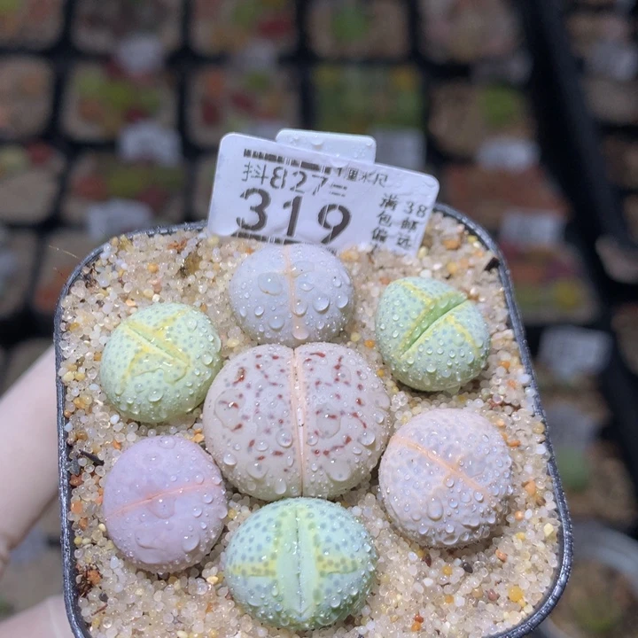 精品生石花827.319