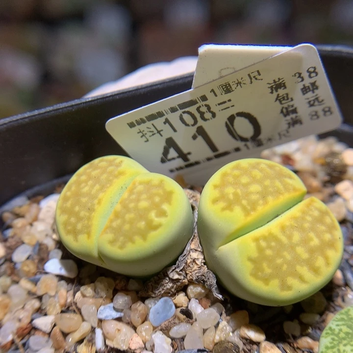 精品生石花108.410