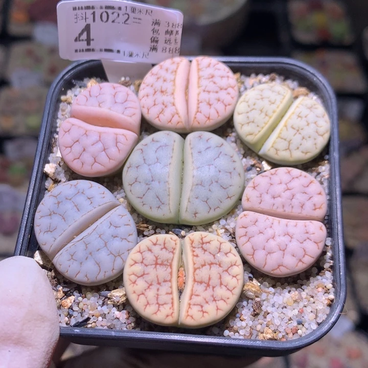 精品生石花1022.4