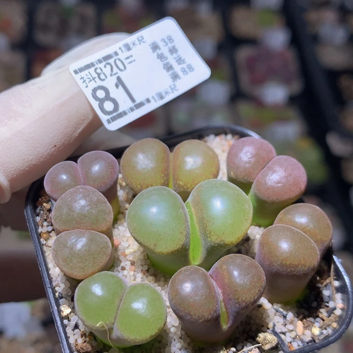 精品生石花820.81