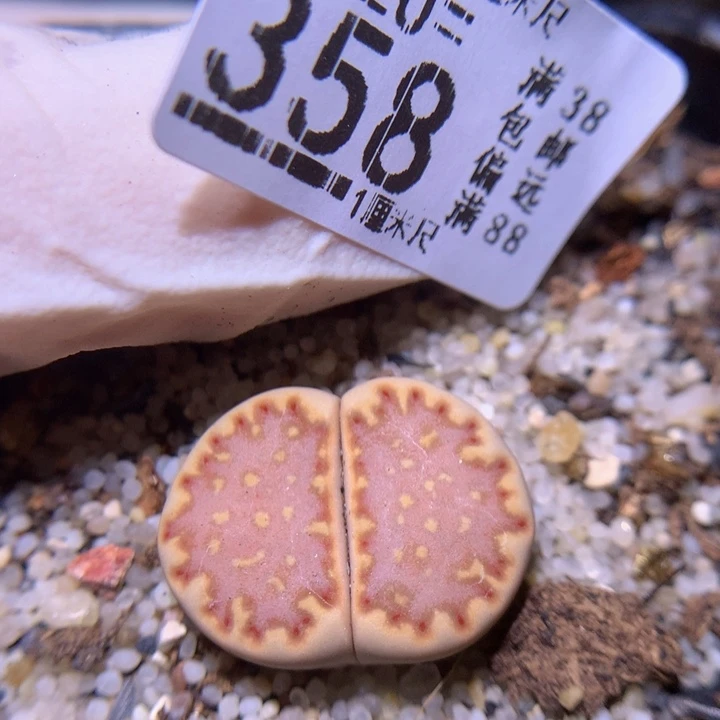 精品生石花820.358