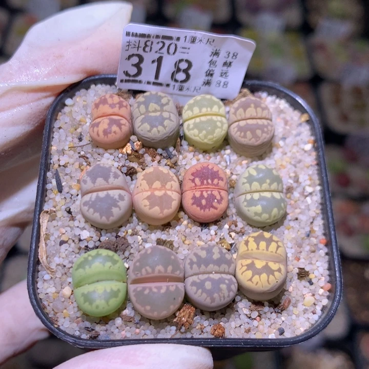 杰***潮好看生石花820.318