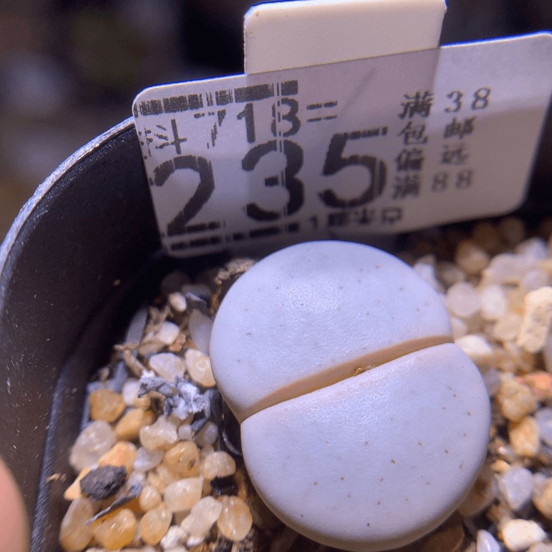 精品生石花718.235