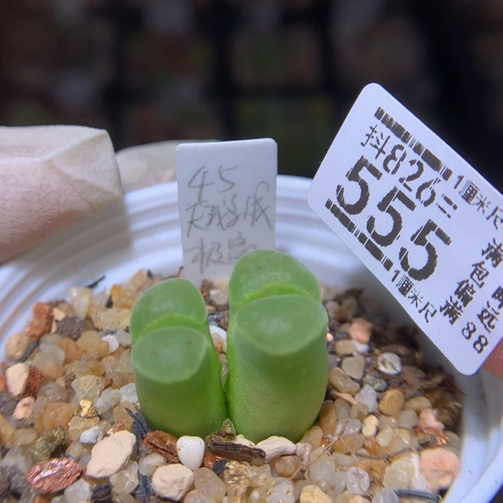 精品生石花826.555