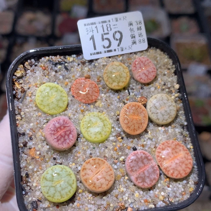 精品生石花118.159