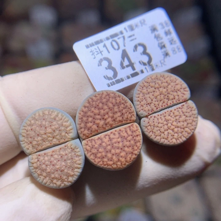 ?***×精品石石花107.343