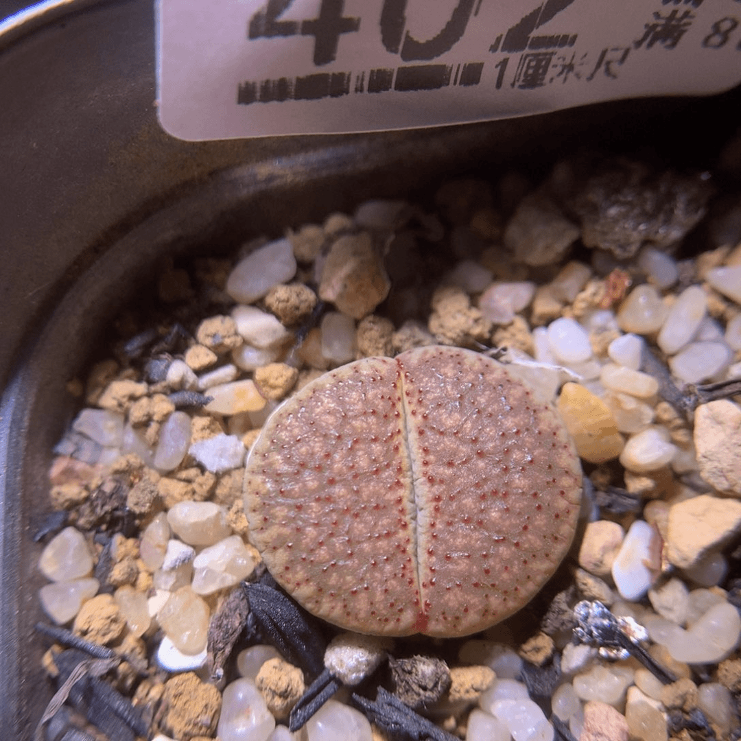 精品生石花724.402