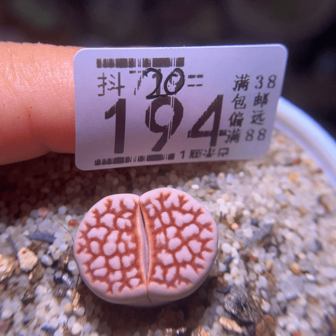 精品生石花720.194