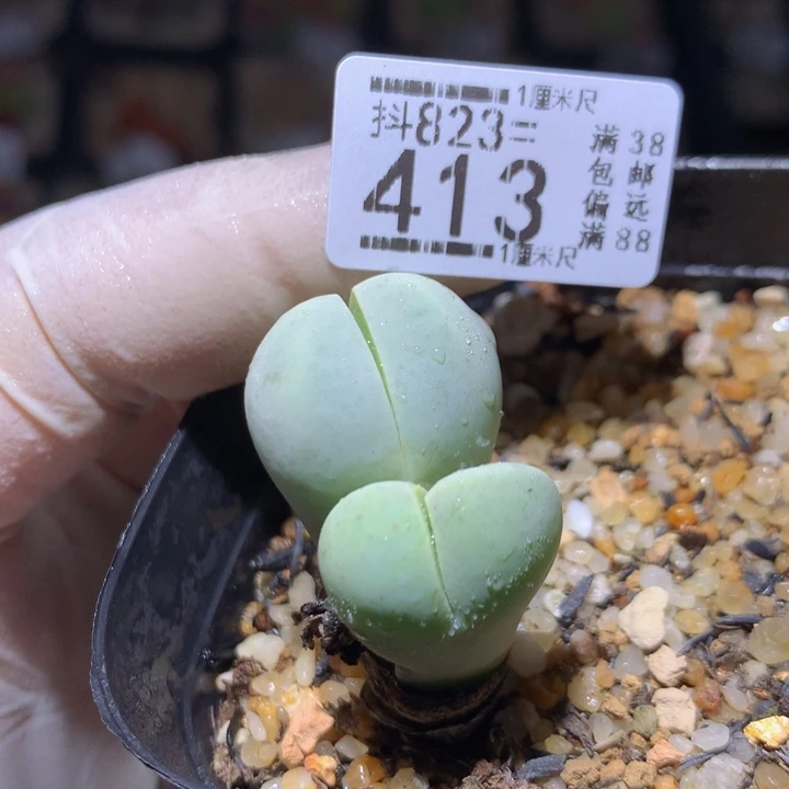 精品后生生花823.413
