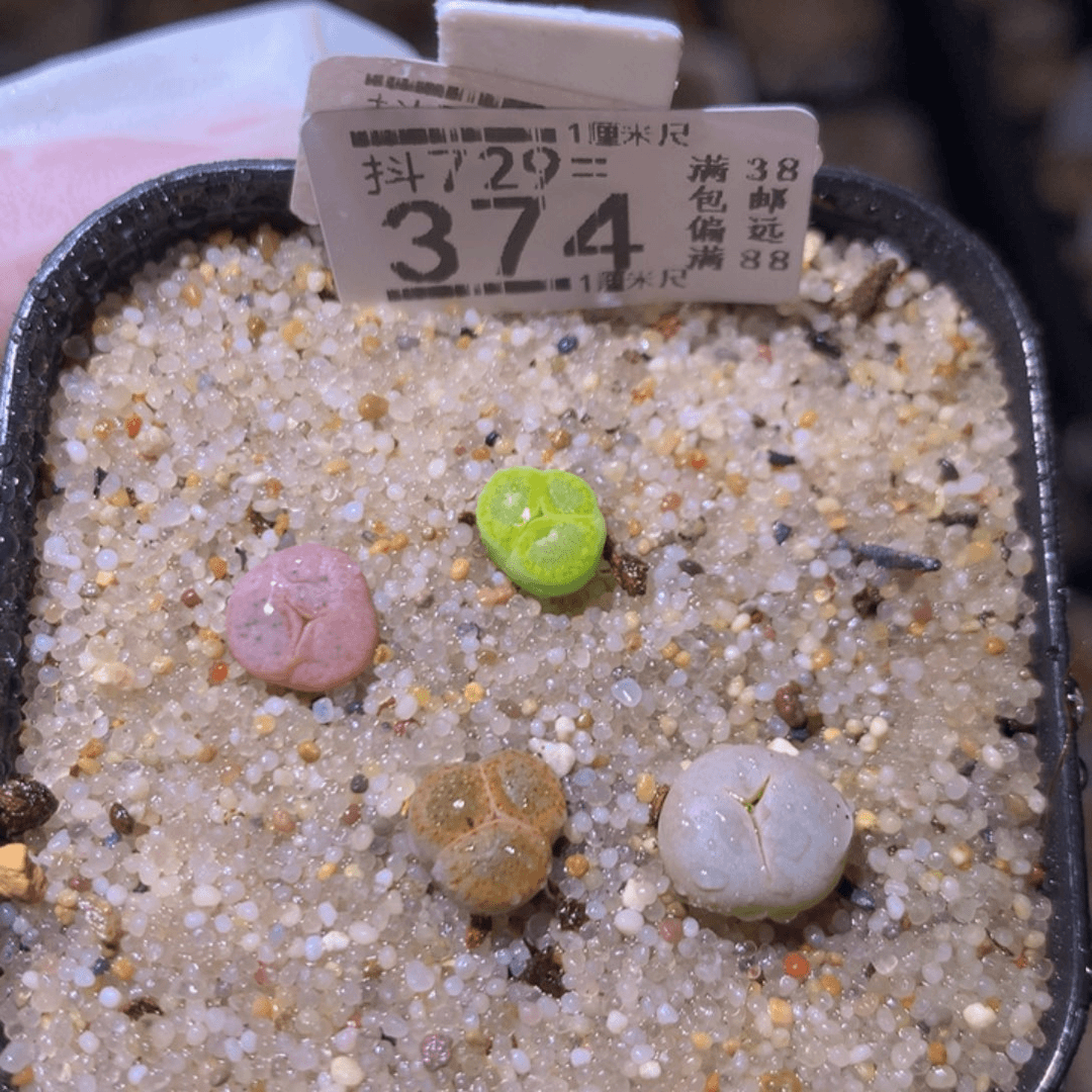 精品生石花729.374