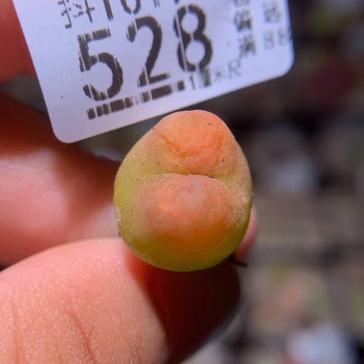 乐**洋精品生石花1019.528