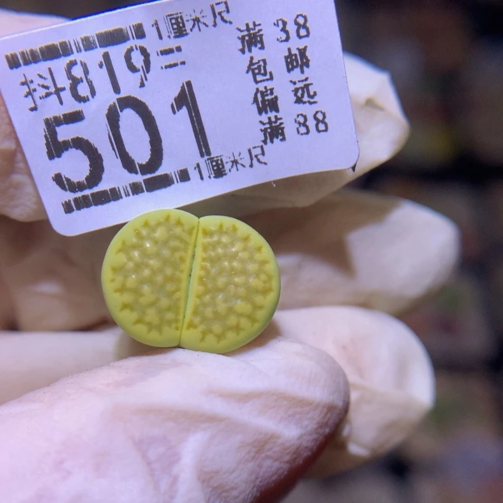 比****壳精品生石花819.501