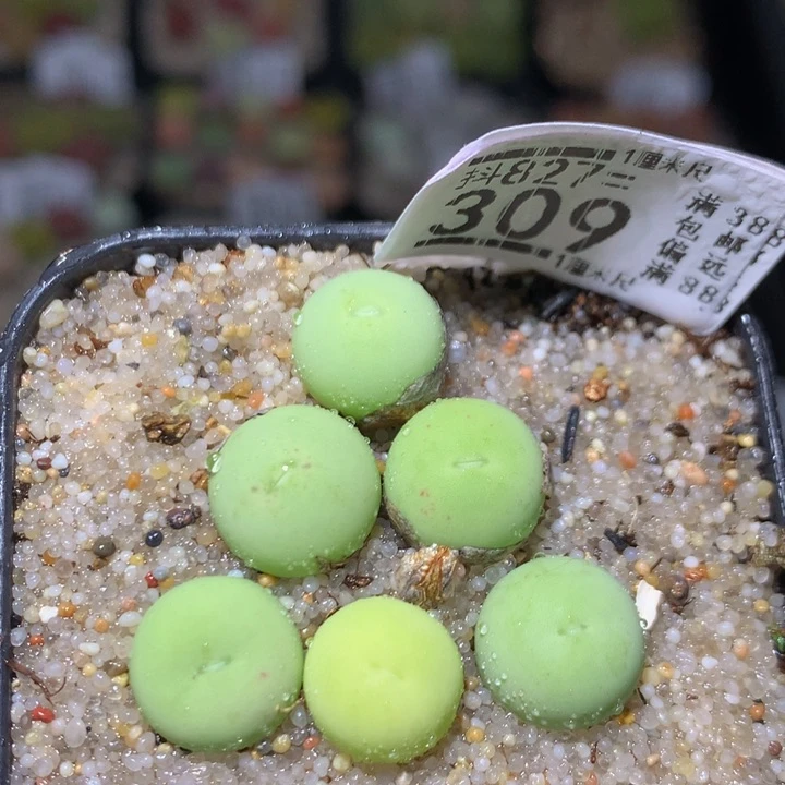 精品生石花827.309