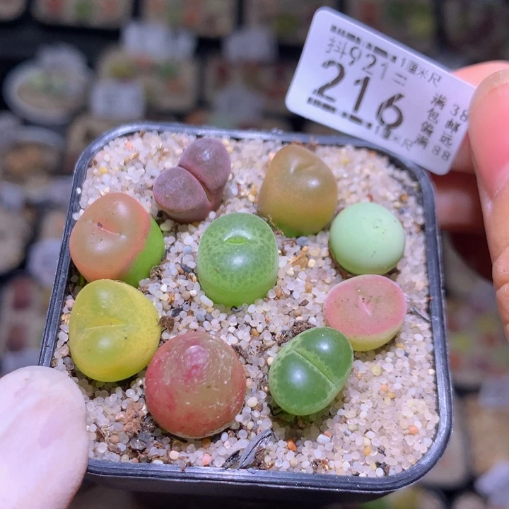 精品生石花921.216