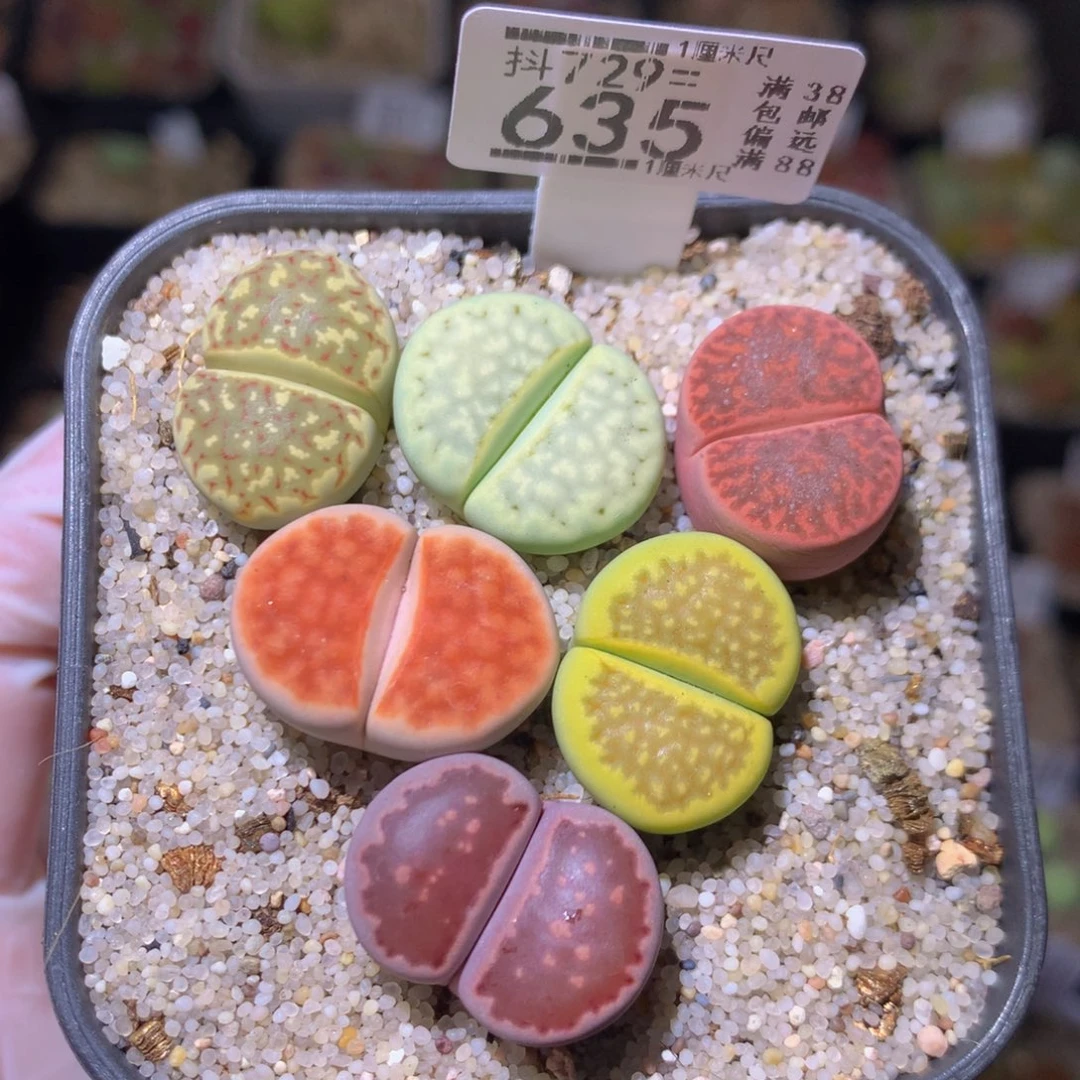 绝绝子生石花729.635