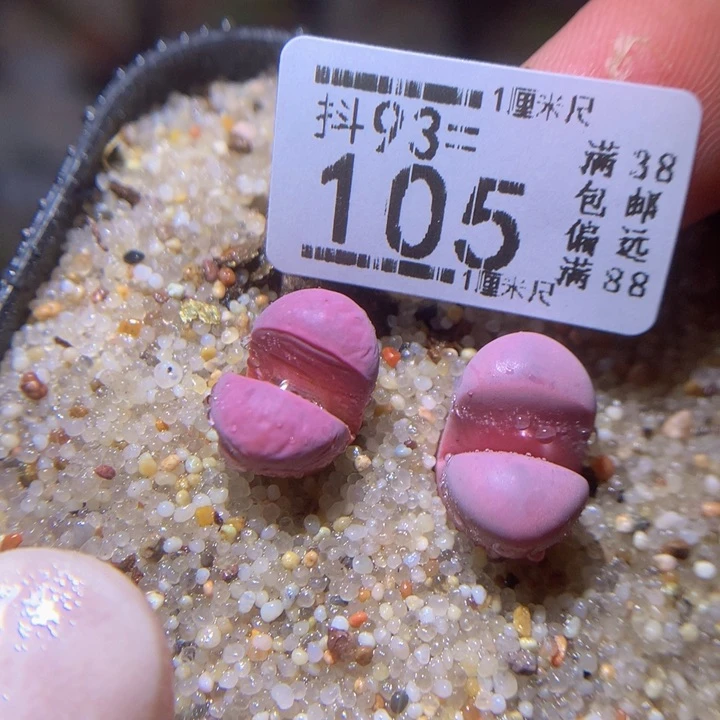 精品生石花93.105