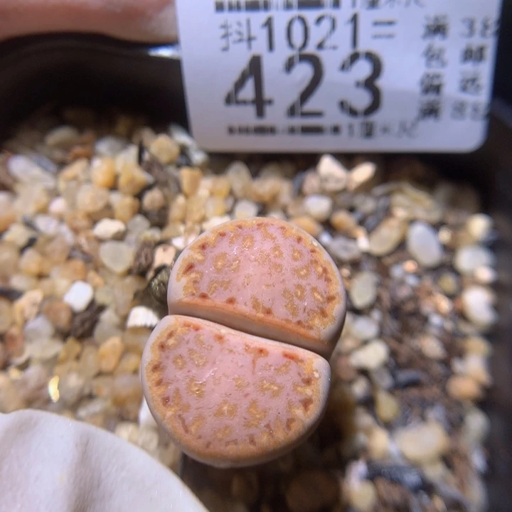 精品生石花1021.423高特