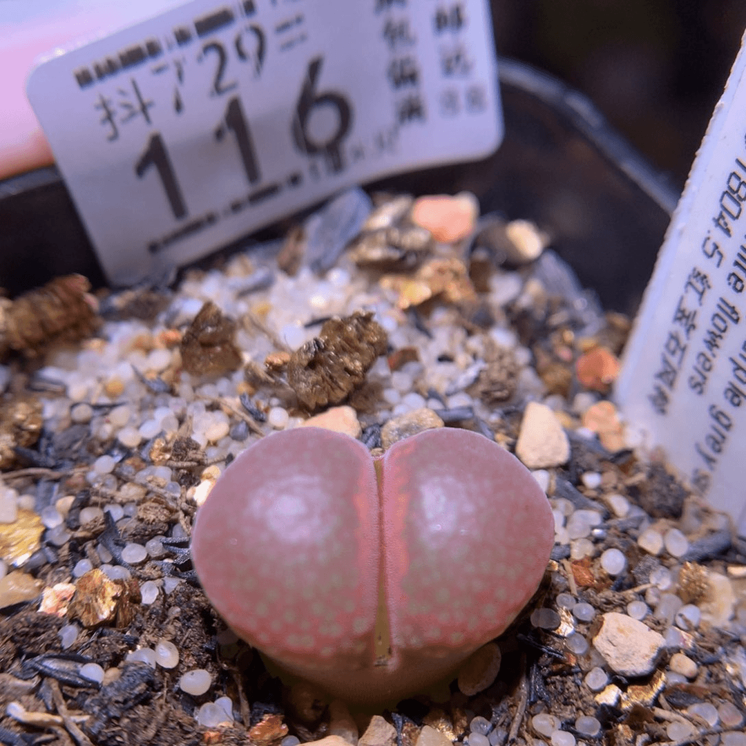 精品生石多肉729.116