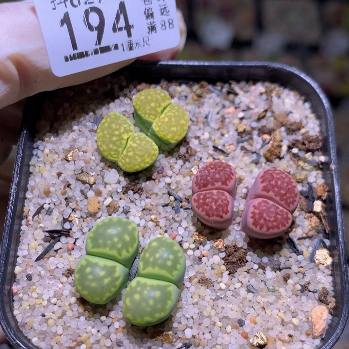 精品生石花829.194