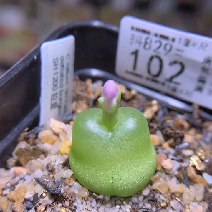 精品生石花829.102