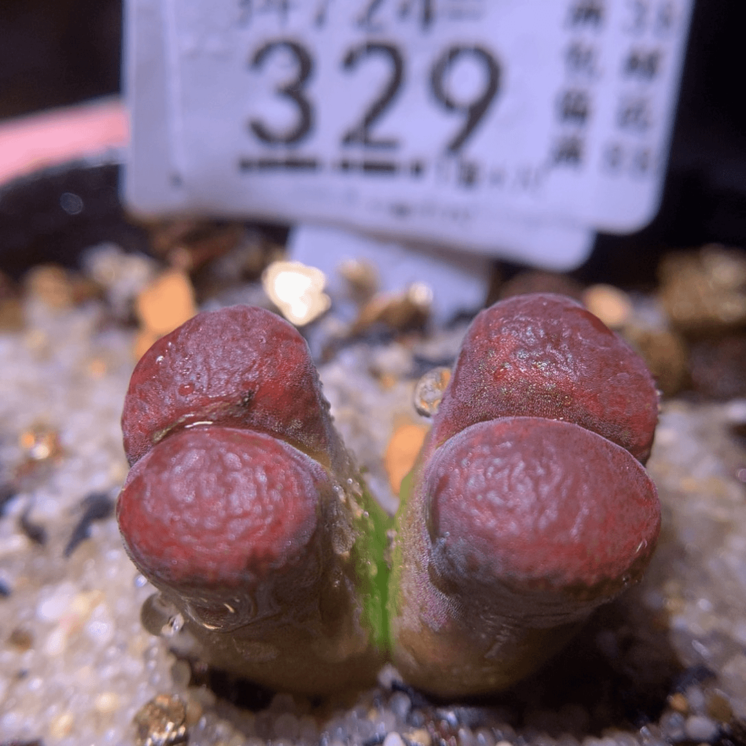 精品生石花724.329疤特