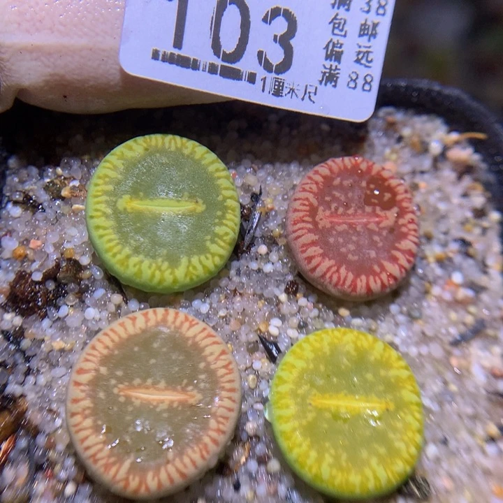 精品生石花827.103