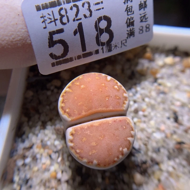 快来拍我呀823.518
