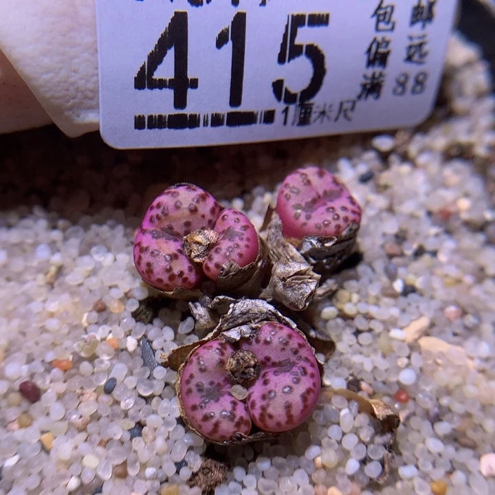 精品生石花819.415