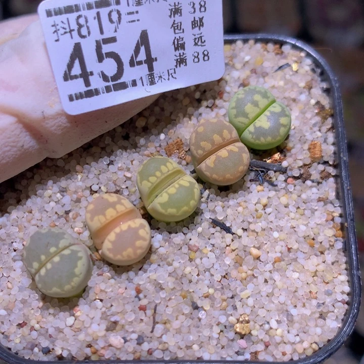 精品生石819.454