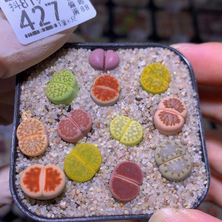 精品生石花819.427