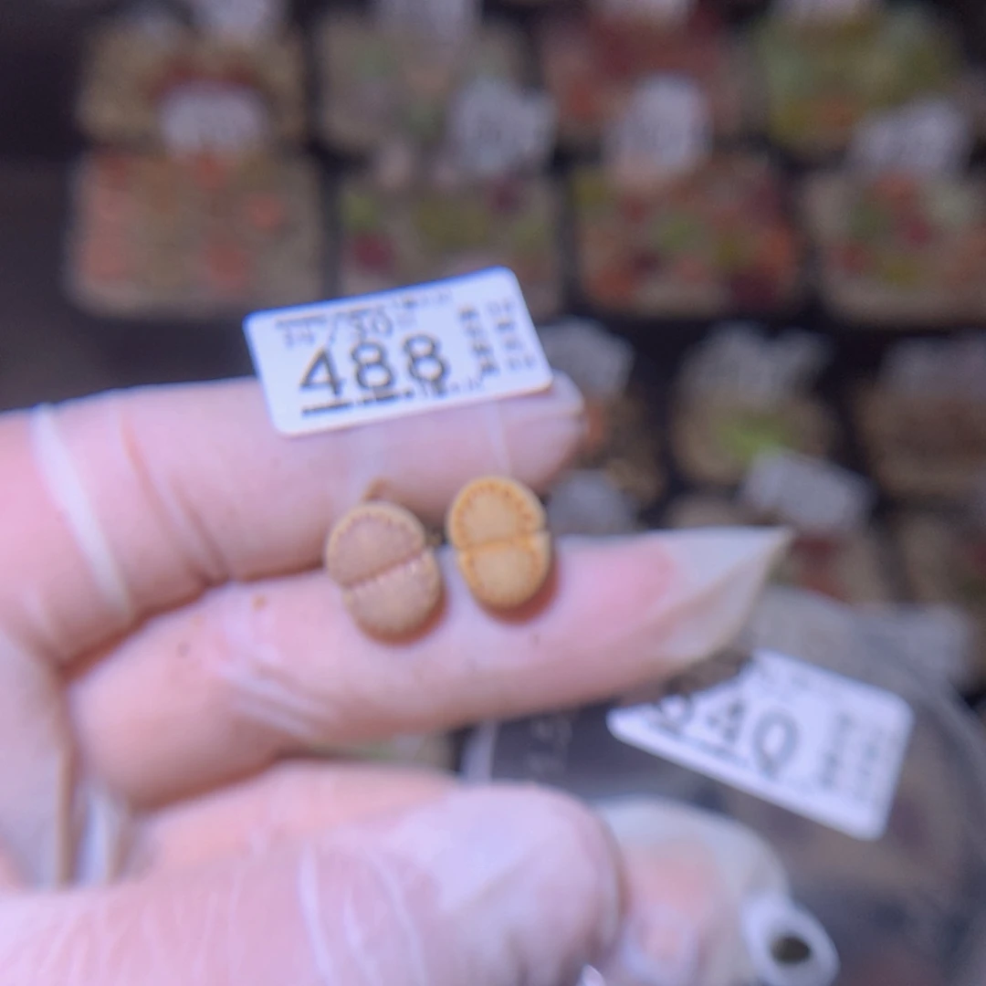 崔**儿精品生石花730.488