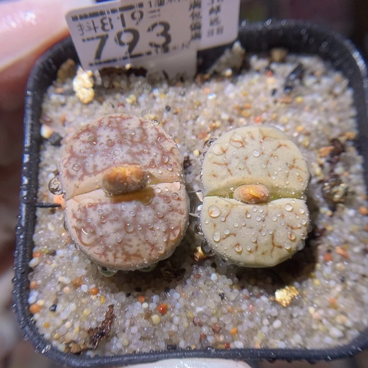 梦绝绝子生石花819.793