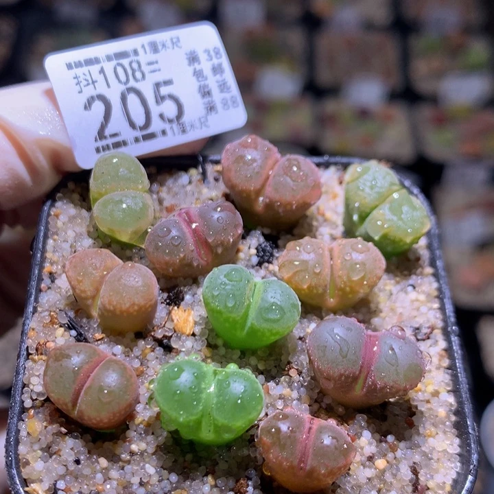 精品生石花108.205