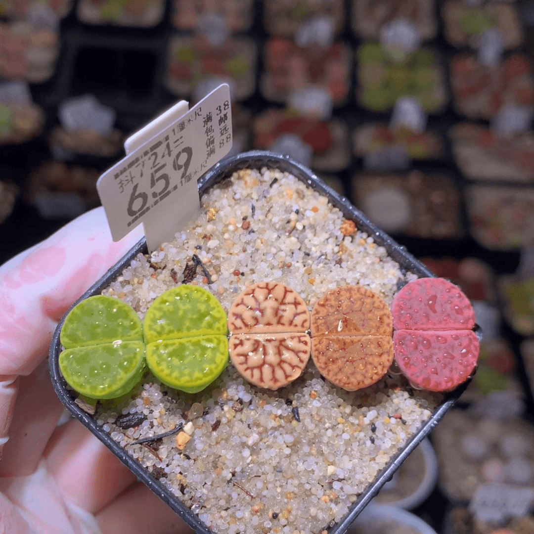 绝绝子生石花724.659