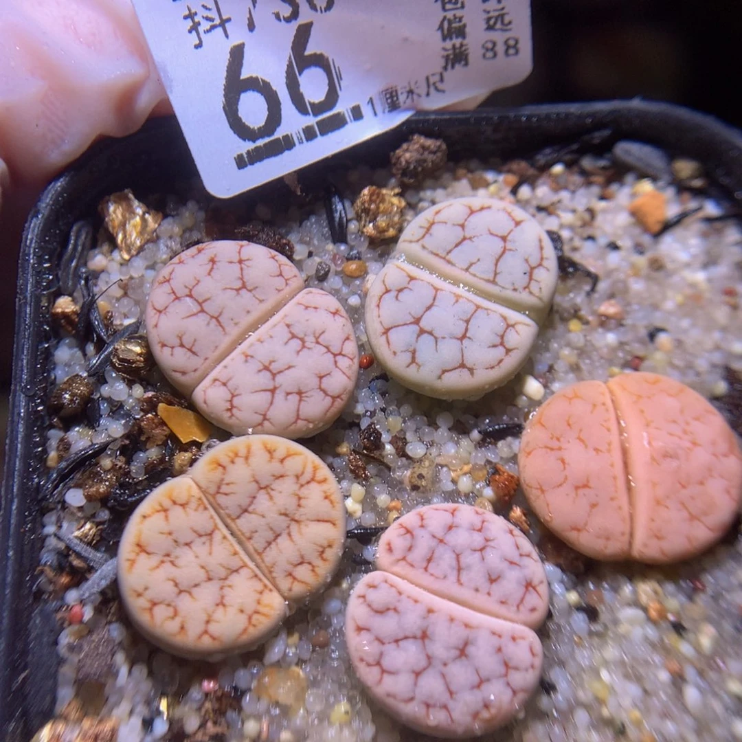 精品生石花730.66