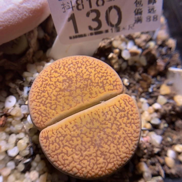 精品生石花816.130