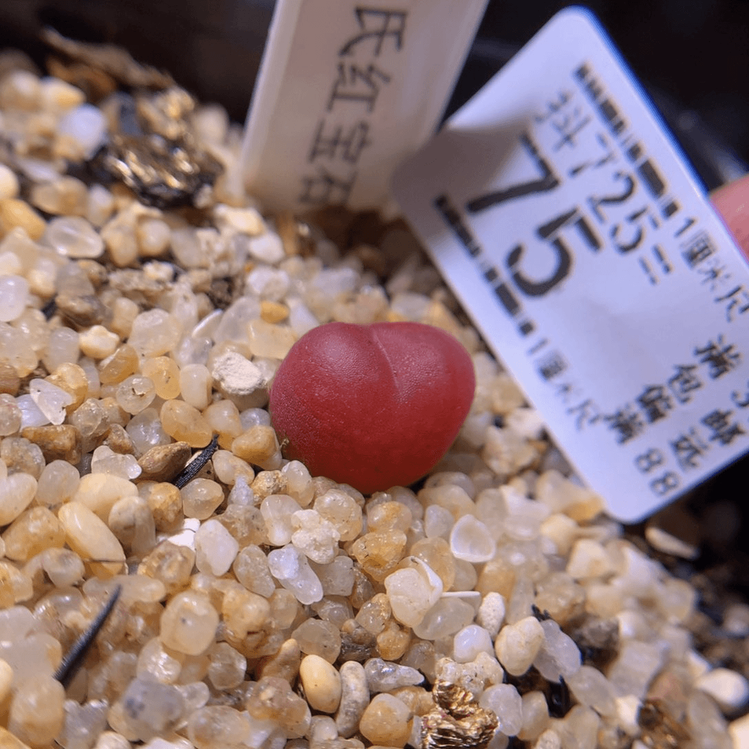 精品生石花725.75
