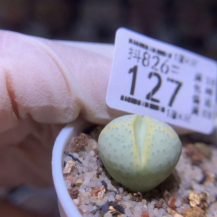 精品生石多肉826.127