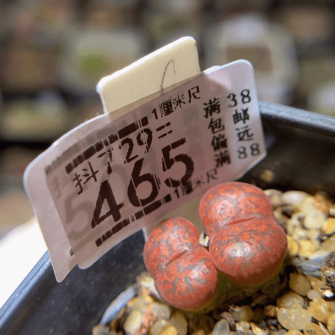 精品生石花729.465